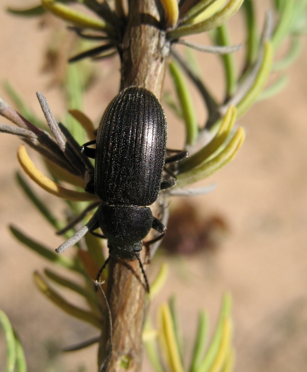 Probaticus gibbithorax (Col. Tenebrionidae)